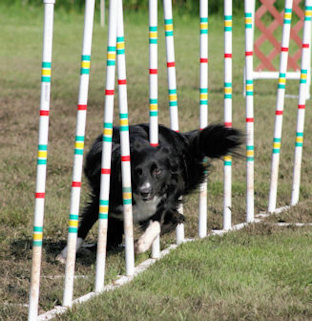 Peter intensely doing his weave poles