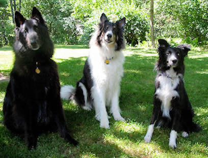 Picture of Belgian Sheepdog Rix, Collie Elvis & Border Collie Peter sitting together