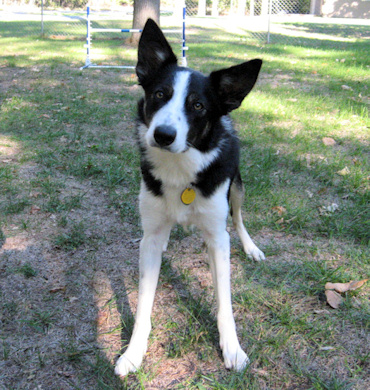 Picture of our Border Collie Dude