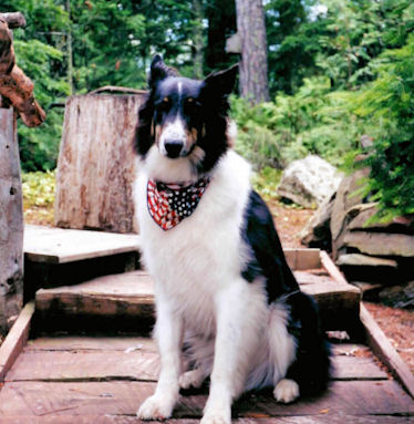 Picture of our Collie Elvis