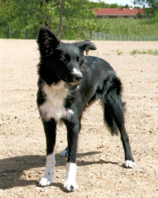 Picture of our Border Collie Peter