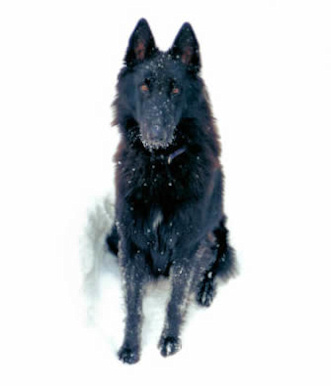 Picture of our Belgian Sheepdog Rix