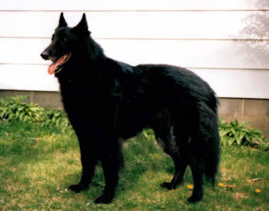 Our Belgian Sheepdog Rix in the backyard