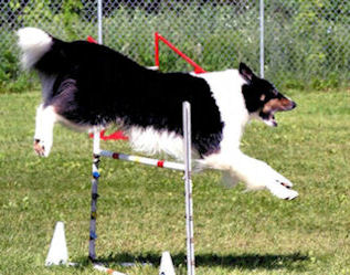 Elvis clearing a single jump while barking